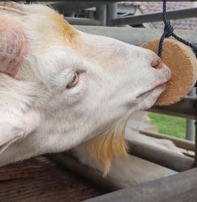 D'Jilat Multimineral Blok Herbal Product